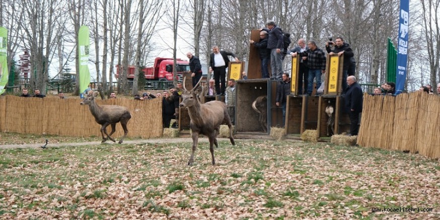 8 kızıl geyik daha Kuzuyaylada doğaya salındı