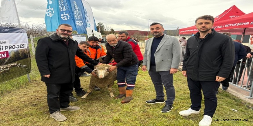 Büyükşehirden hayvancılığa damızlık koç desteği