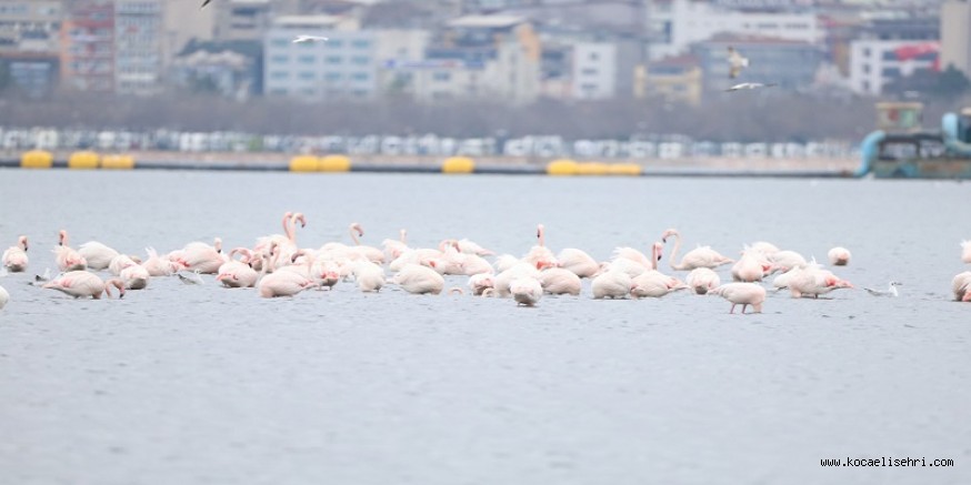 Doğanın en zarif misafirleri hayran bıraktı