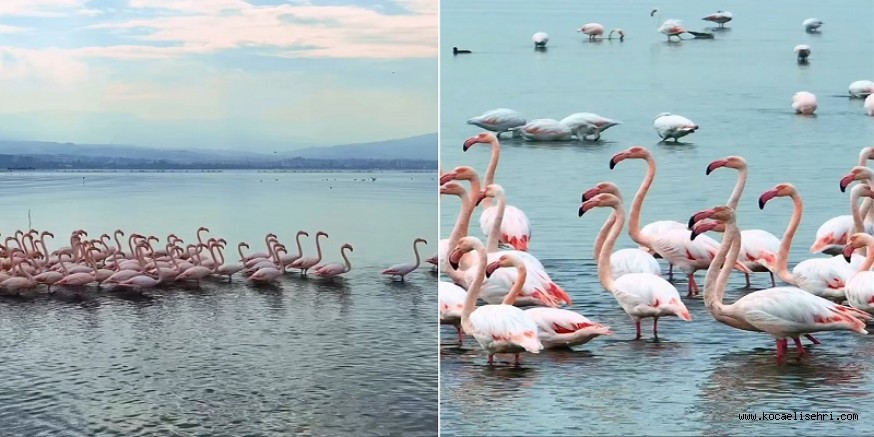 İzmit Körfezinde pembe flamingoların dansı