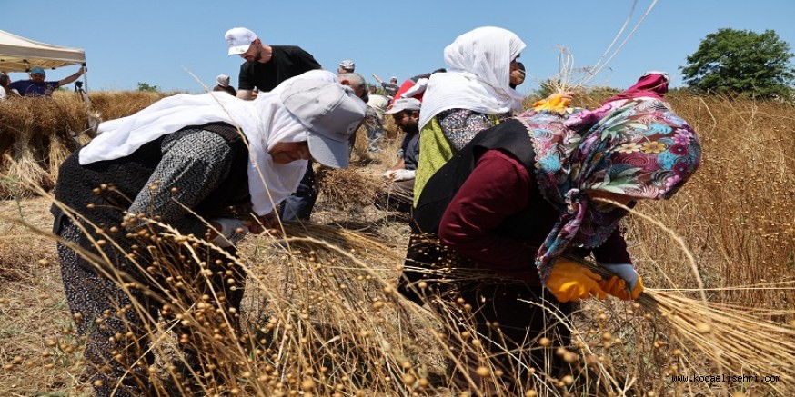 Kandırada Keten Bitkisi Yeniden Gün Yüzüne Çıkacak