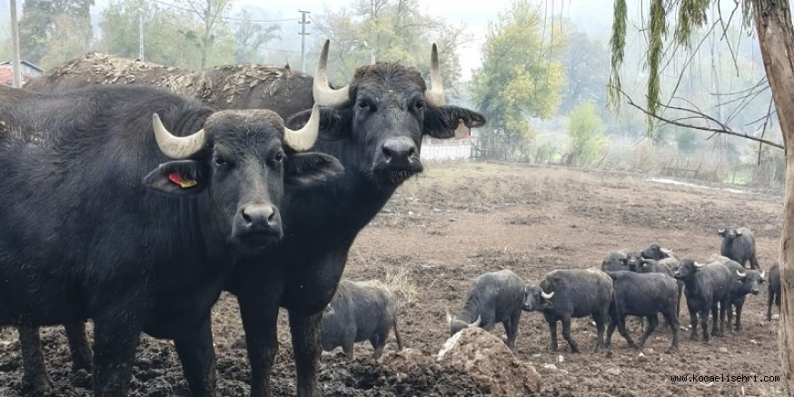 Kocaelide manda sayısı  artıyor