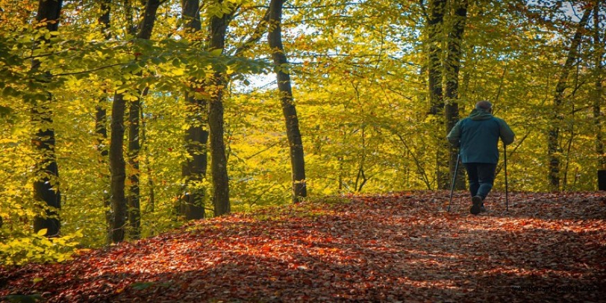 Sonbahar huzurun adresi Ormanyada bir başka
