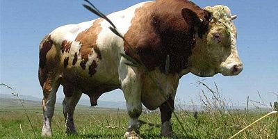 1.5 tonluk Kurbanlık  45 bin liradan satışta 