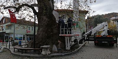 1230 yıllık Çınar ağacının bakımı yapıldı