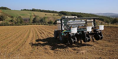  2 milyon biberiye fidesi toprakla buluşuyor