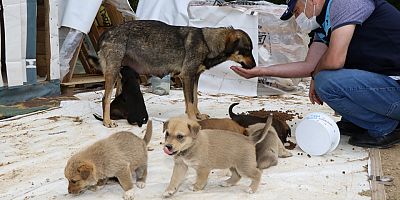 2022 de 4 bin 700 sokak hayvanı sıcak yuvaya kavuştu