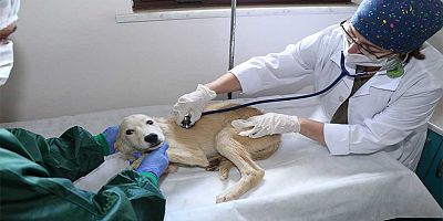 3 bin 341 yaralı sokak hayvanı tedavi edildi