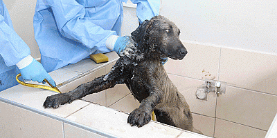 4 ayda 1809 yaralı ve hasta sokak hayvanı tedavi edildi