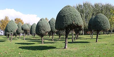 Büyükşehir’den ağaçlara estetik dokunuş