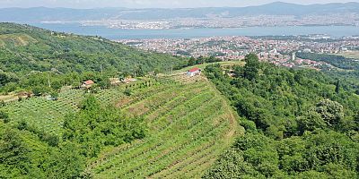 Büyükşehir destekli ‘Kivi’de yüksek verim