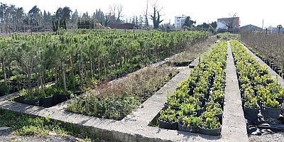 Büyükşehir fidanlarını kendi üretiyor