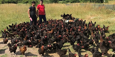Büyükşehirden üreticilere yüzde 50 hibeli yumurta tavuğu