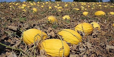 Çevre illerin kavun ihtiyacı Karamürsel’den