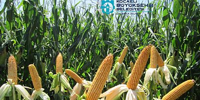 Çiftçilere yüzde 50 hibeli tohum desteği