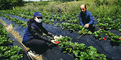 “Çilek Bahçesi Kurulumu Desteklemesi” projesi