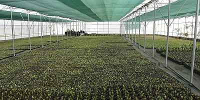 Çocuklar oyun oynarken dalından meyve yiyecek