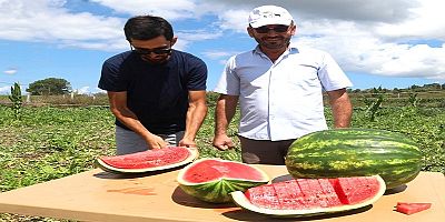 Coğrafi işaretli Kandıra karpuzunda hasat zamanı
