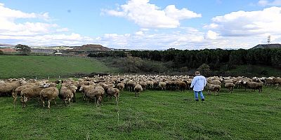 Damızlık Koç Desteği Projesi