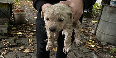 Dereye düşen yavru köpeği Büyükşehir İtfaiyesi kurtardı