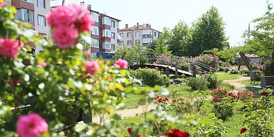 Derince Parklarında Yaz Bakımı