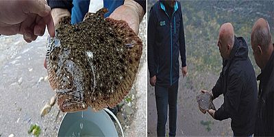 Gebzeli balıkçıların ağına takılan kalkan balığı tekrar denize salındı
