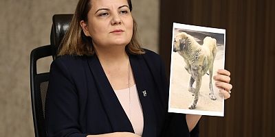 Gerçek hayvanseverlere saygımız sonsuz