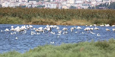Göçmen kuşların tercihi İzmit Körfezi