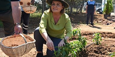 Hürriyet ilk hasadı kendi elleriyle topladı