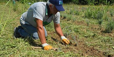 İzmit Belediyesi’nin lavantaları çiçek açtı