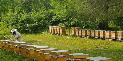 İzmit belediyesinden arıcılık eğitimi 