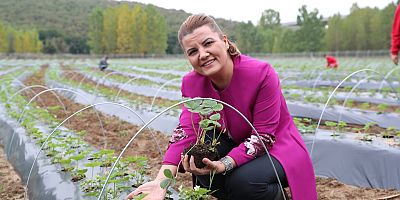 İzmit Belediyesinden çilek köy hamlesi