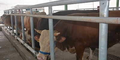 İzmit hayvan pazarı'na ilk kurbanlıklar geldi