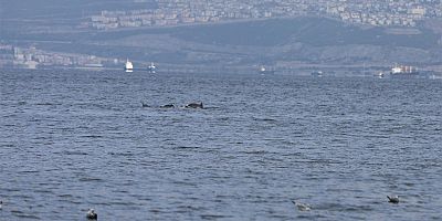 İzmit Körfezi'nde yunuslar görüldü