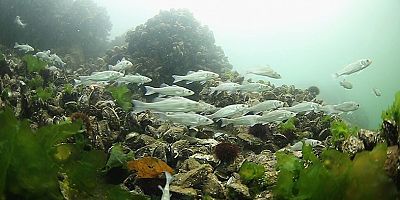 ‘’İzmit Körfezi’ne 6 bin yavru balık daha bırakacağız’’