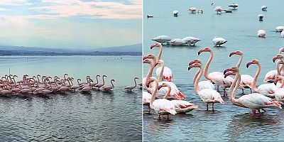 İzmit Körfezinde pembe flamingoların dansı