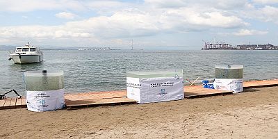 İzmit Körfezine 6 bin balık daha salınacak