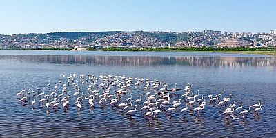 İzmit Körfezinin pembe süsleri geldi