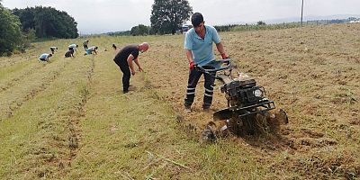 İzmit Lavanta bahçesine düzenli bakım