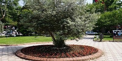 İzmitte çiçekler toprakla buluşuyor