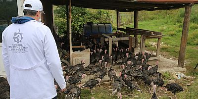 Kandıra Hindisi yeniden marka olacak