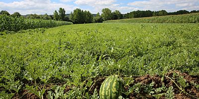 Kandıra Karpuzu ağızları tatlandırıyor