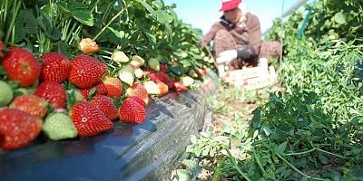 Kandıra’ya Özgü Organik Çilekte Hasat Başladı