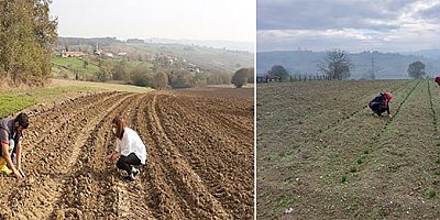 Kandırada Biberiye fideleri dikimi devam ediyor