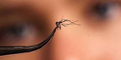 Karasinek ve sivrisinek corona virüs bulaştırır mı?