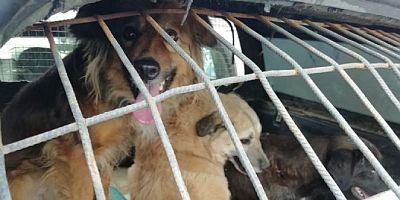 Kartepe´de 34 hayvan koruma altına alındı	