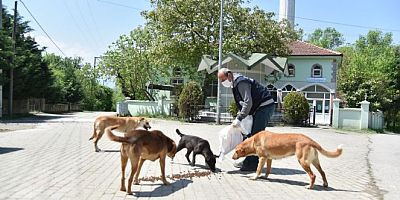 Kartepenin sokak hayvanları mutlu