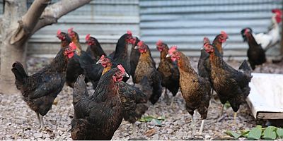 Kocaeli çiftçisine 20 bin tavuk desteği