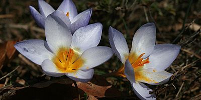 Kocaeli’de yeni bitki türü keşfedildi