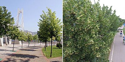 Kocaeli’yi ıhlamur ağaçlarının kokusu bürüdü